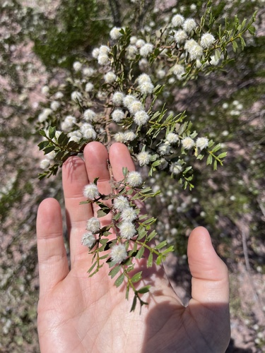Larrea cuneifolia