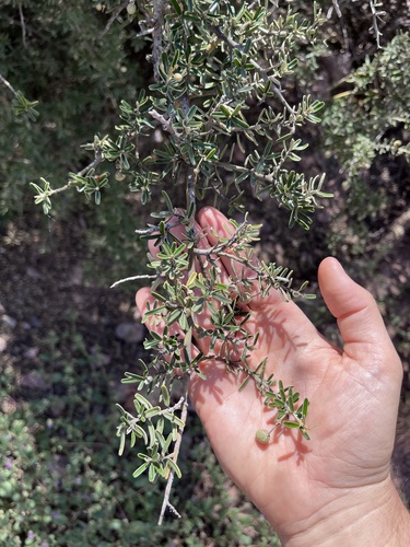 Desert Caper