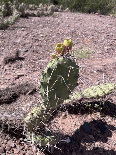 sulphur cactus