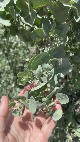desert plum