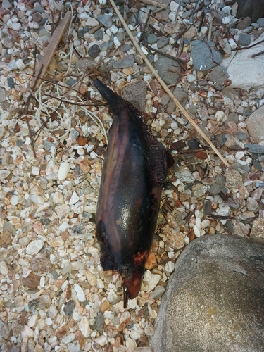 Delphinus delphis