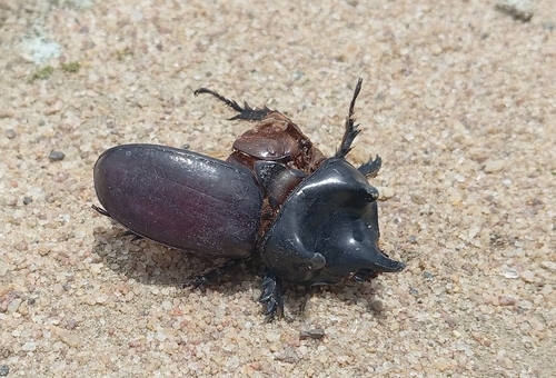 Strategus validus