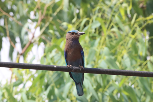 Indochinese Roller