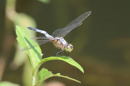 Oriental Blue Dasher