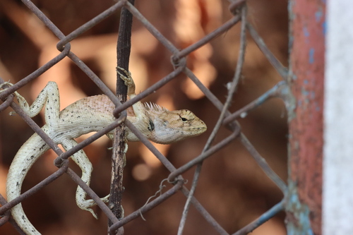 Indochinese Garden Lizard