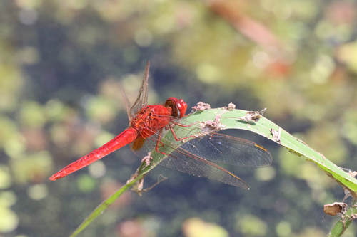 Scarlet Skimmer