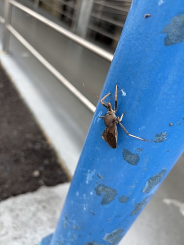 Arilus carinatus