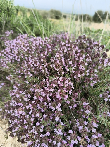 Algerian thyme