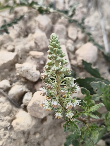 white mignonette