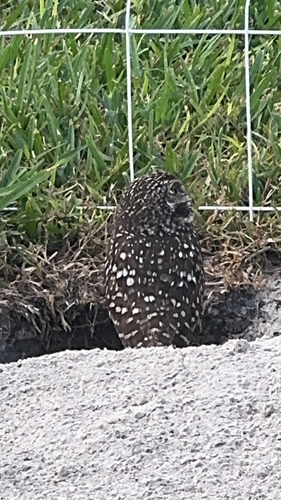 View observation of {o.common_name} on iNaturalist