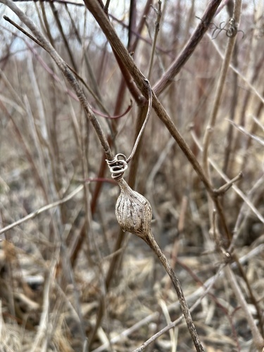 Unknown species found near Mississippi Gateway Regional Park, Brooklyn Park, MN, US