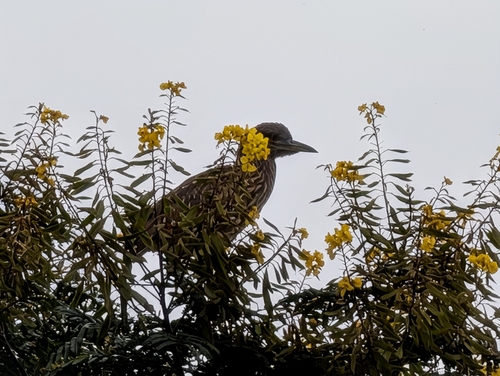 Black-crowned Night Heron