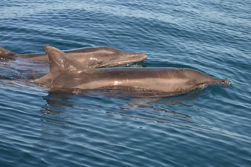 Rough-toothed Dolphin