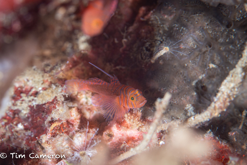 Priolepis vexilla