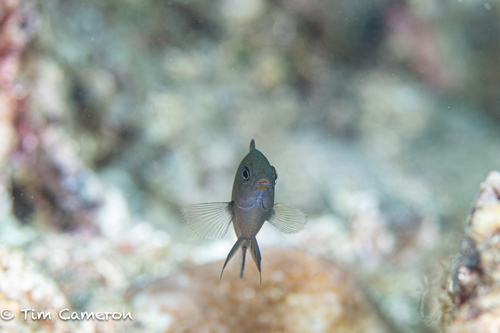 Pomacentrus bankanensis