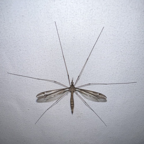 Unknown species found near Sheridan St, Memphis, TN, US