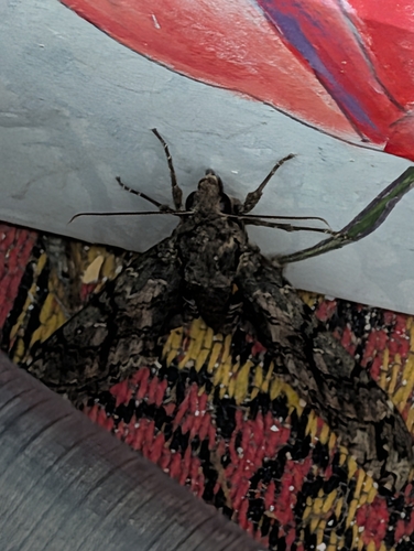 Manduca paphus