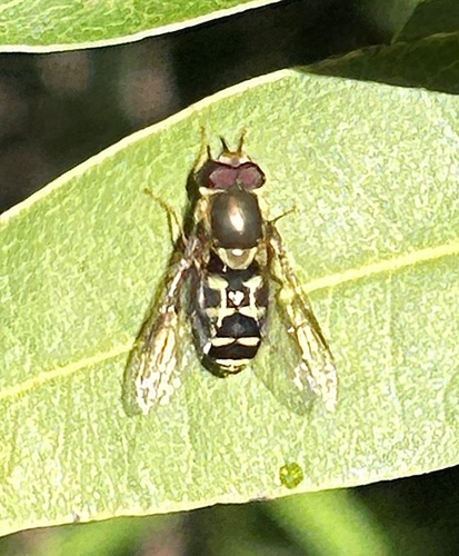 Unknown species found near Briones Regional Park, Martinez, CA, US