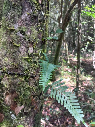 Ecklon's Polypody