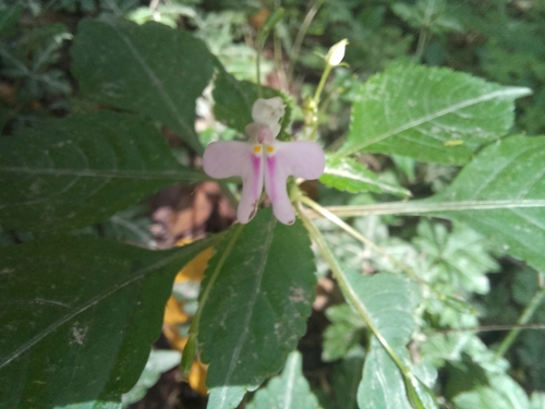 Impatiens hochstetteri
