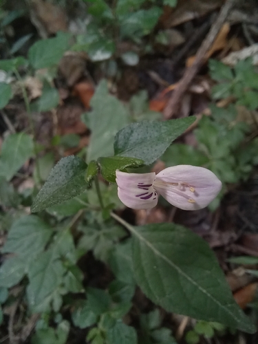Hypoestes triflora