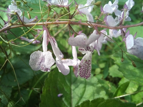 Speckled spur-flower