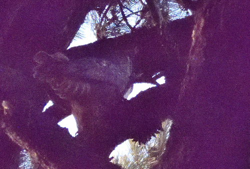 View observation of {o.common_name} on iNaturalist