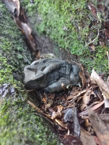 Raucous Toad
