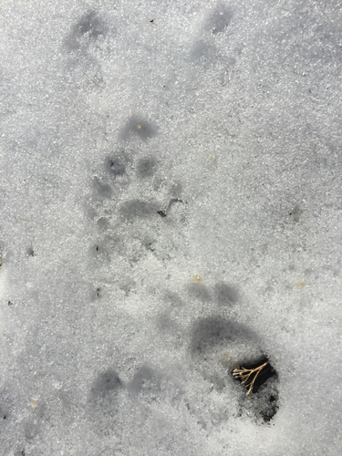 Raccoon Tracks – NatureTracking