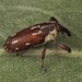 Cylindralcides bubo - Photo (c) Martin Lagerwey EntSocVic, כל הזכויות שמורות, uploaded by Martin Lagerwey EntSocVic