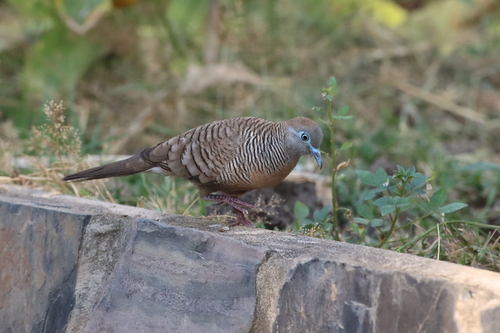 Zebra Dove