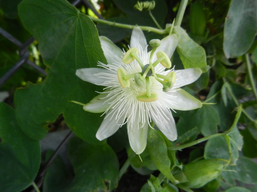 White Passionflower (passiflora Subpeltata) · Inaturalist