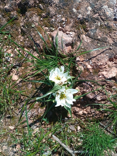 Colchicum gramineum