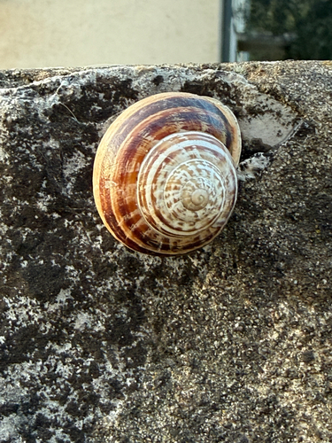 Eobania vermiculata