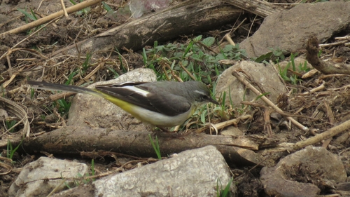 Grey Wagtail