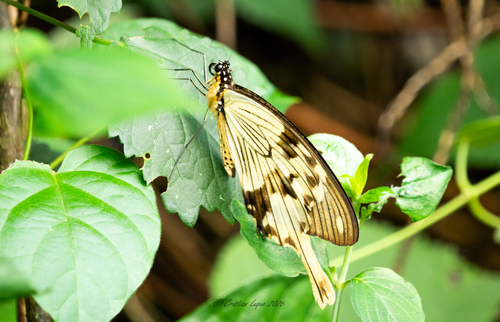 Mocker Swallowtail