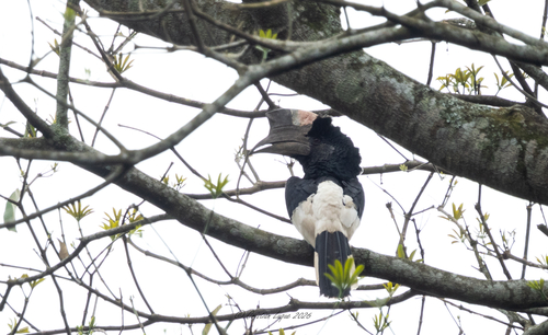 Black-and-white-casqued Hornbill