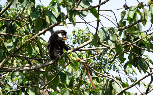 Red-tailed Monkey