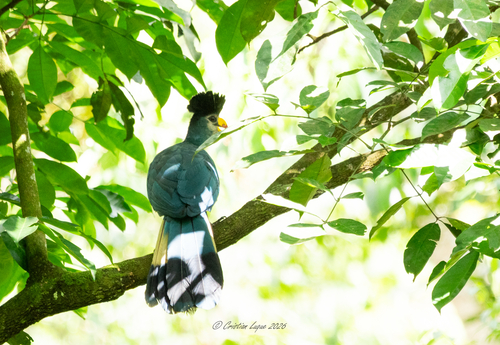 Great Blue Turaco