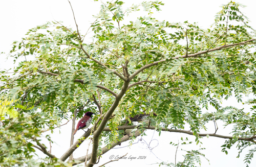 Violet-backed Starling
