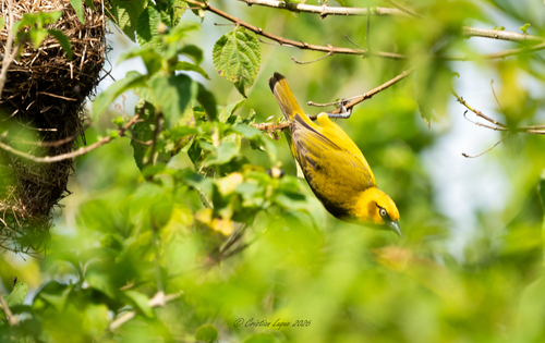 Spectacled Weaver