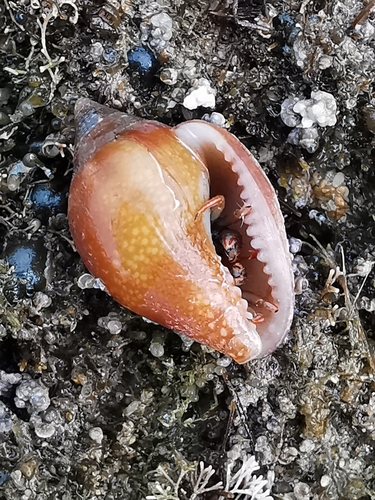 Columbella rustica