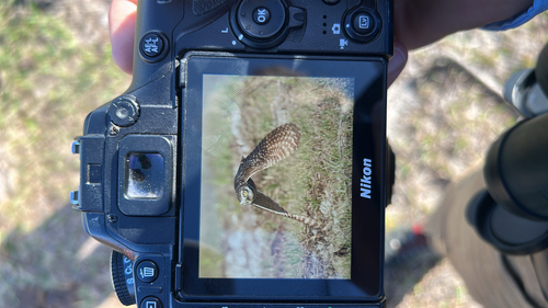 View observation of {o.common_name} on iNaturalist