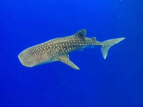 Whale Shark (Rhincodon typus) · iNaturalist