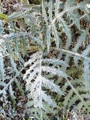 Cirsium subcoriaceum image