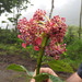 Hydrangea peruviana oerstedii - Photo (c) Rafael Acuña, all rights reserved, uploaded by Rafael Acuña