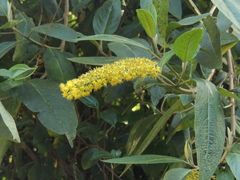 Image of Abatia parviflora