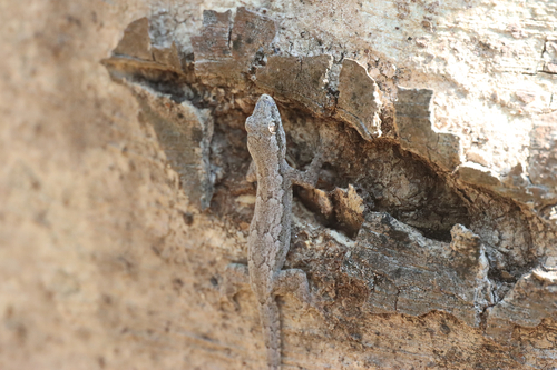 Flat-tailed House Gecko