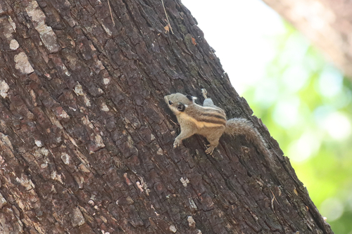 Himalayan Striped Squirrel
