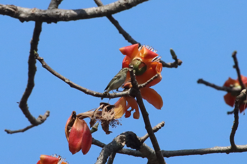 Yellow-browed Warbler
